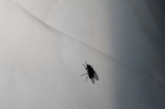 Insects