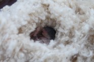 Rodents